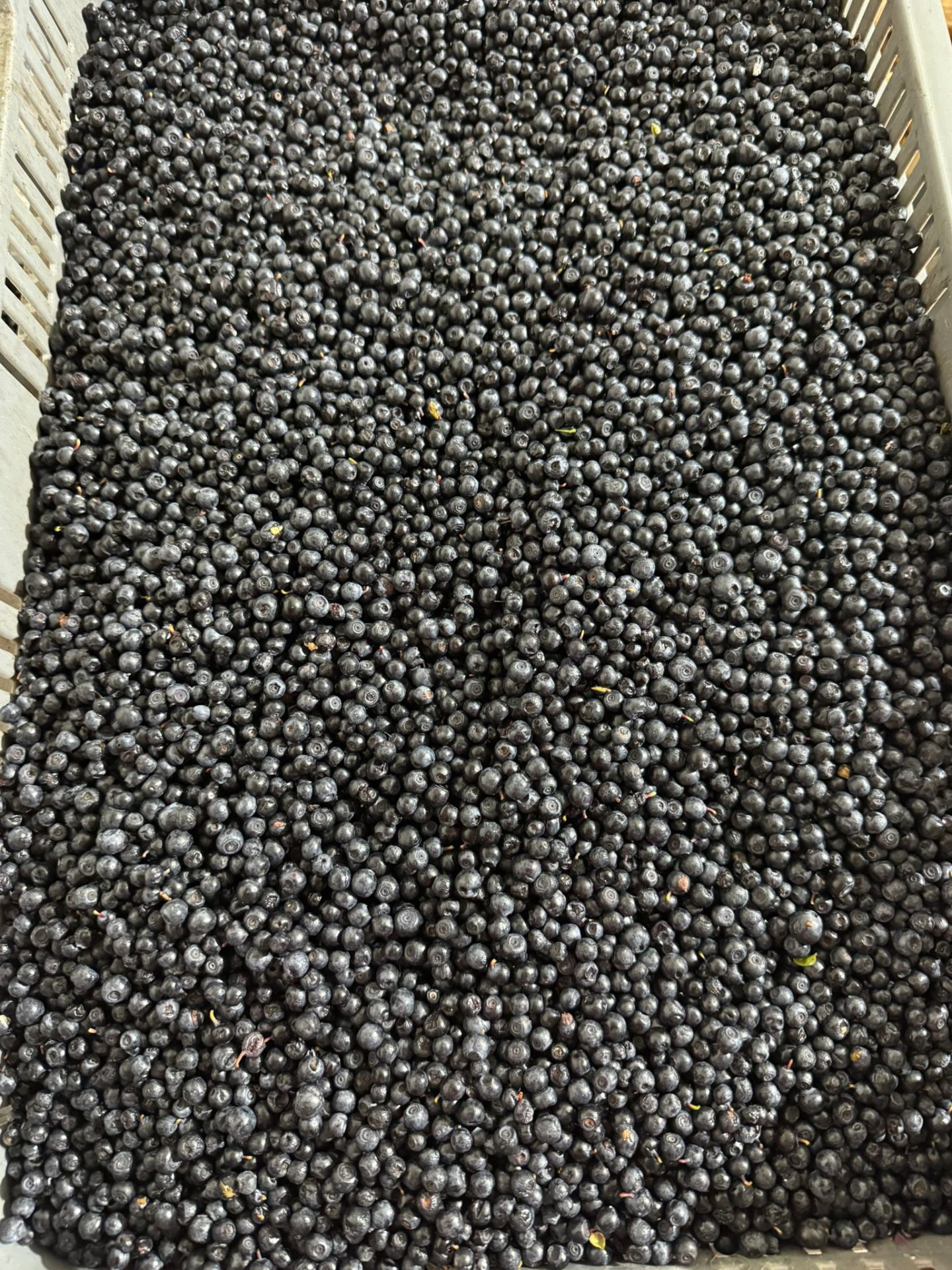 Afine de pădure