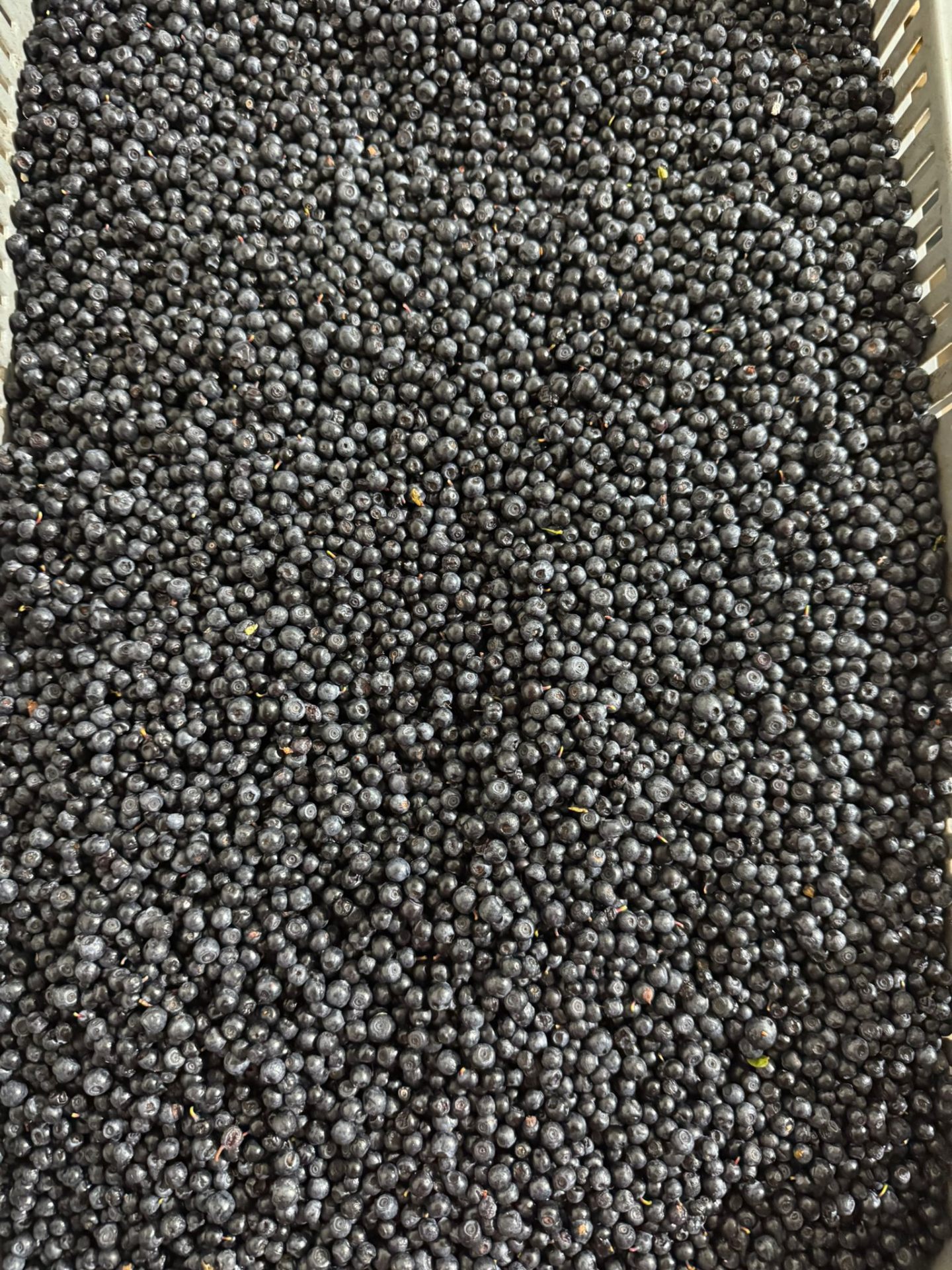 Afine — cadru apropiat